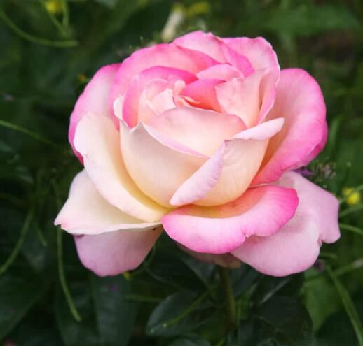 a white, yellow, and pink rose is in bloom
